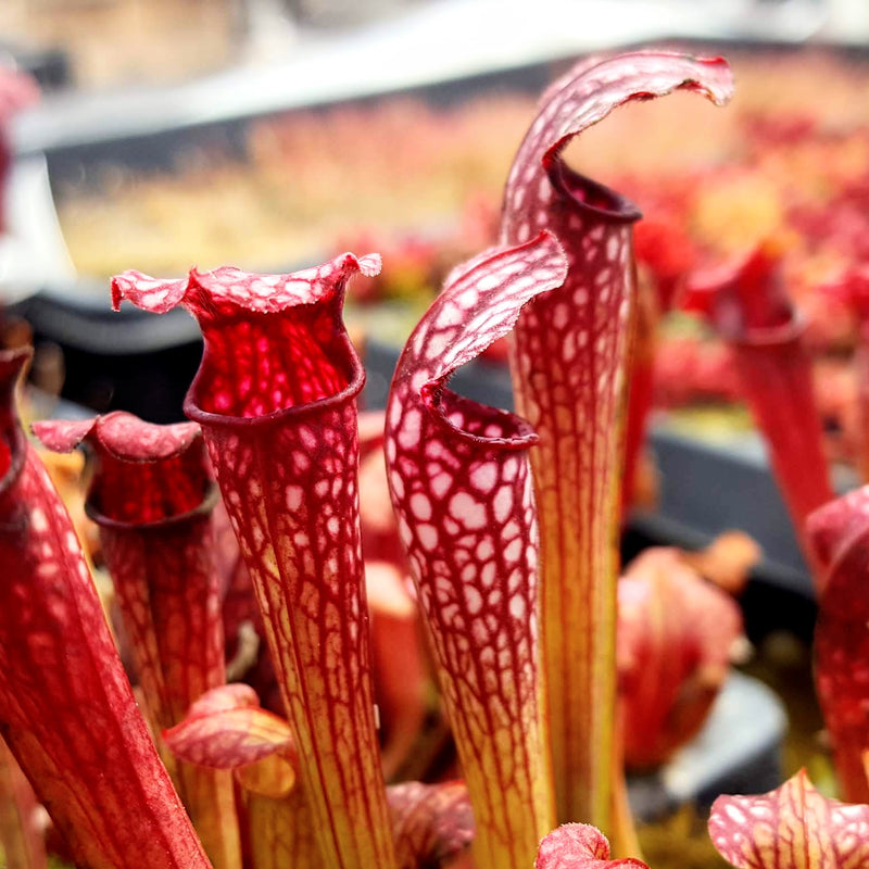 Sarracenia leucophylla 