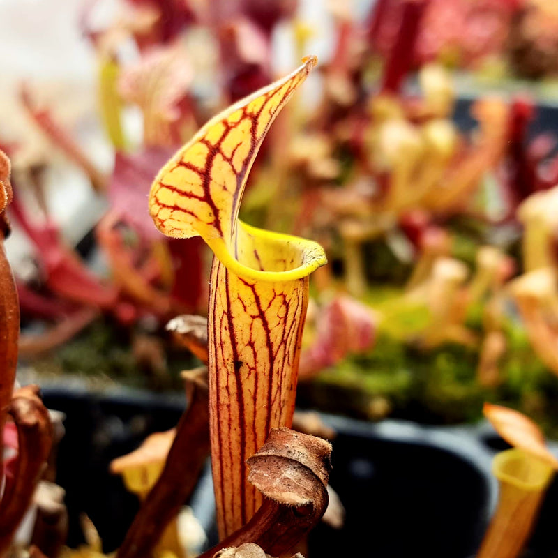 Sarracenia x catesbaei 1733E