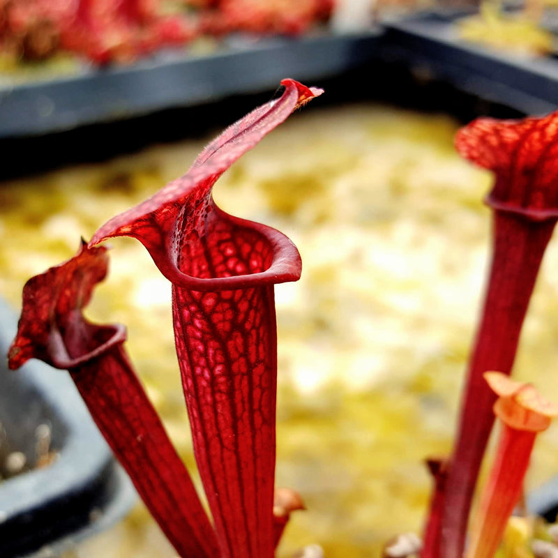 Sarracenia x mitchelliana x flava var. ornata