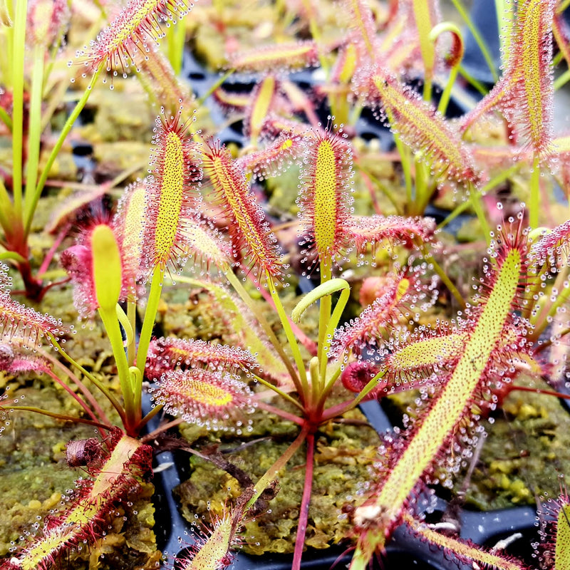 Drosera capensis