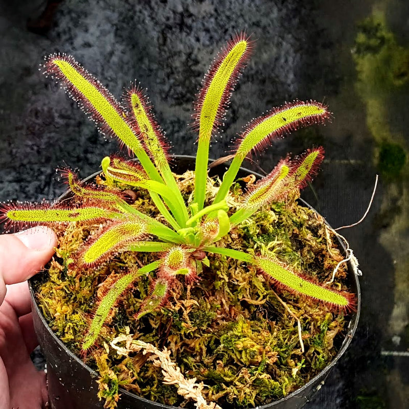 Drosera capensis