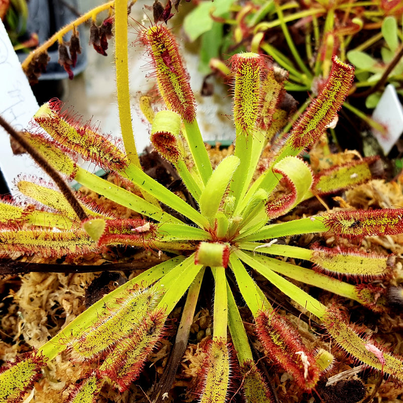 Drosera 'Hercules'
