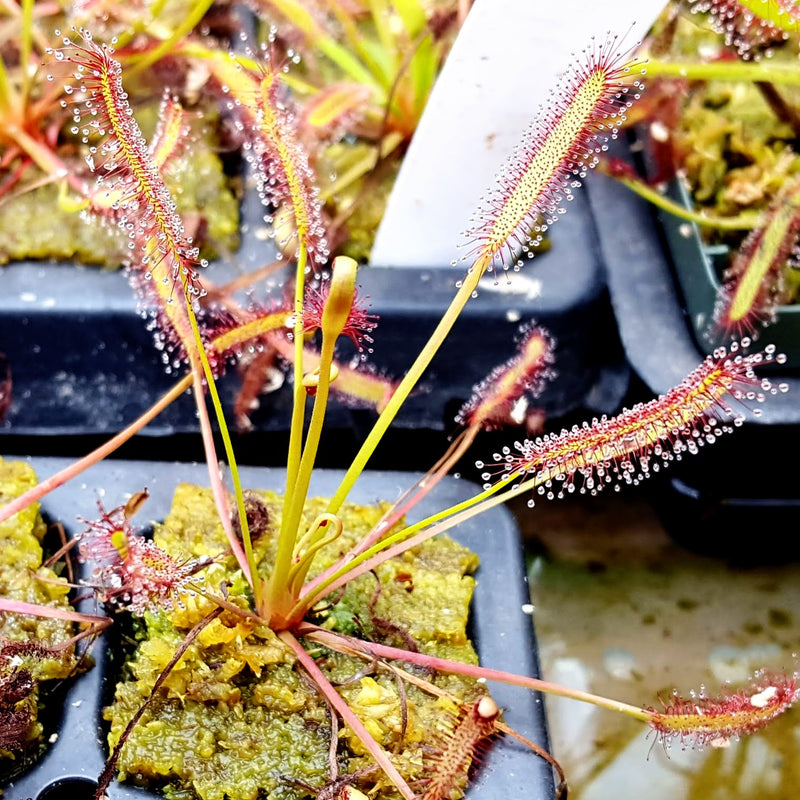 Drosera capensis