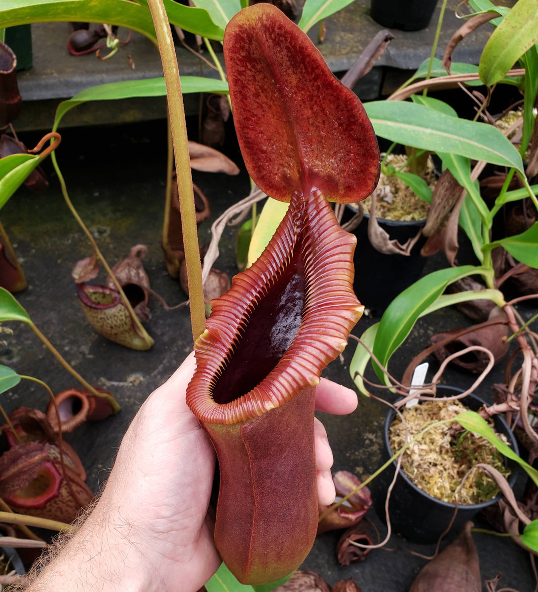 Nepenthes x trusmadiensis