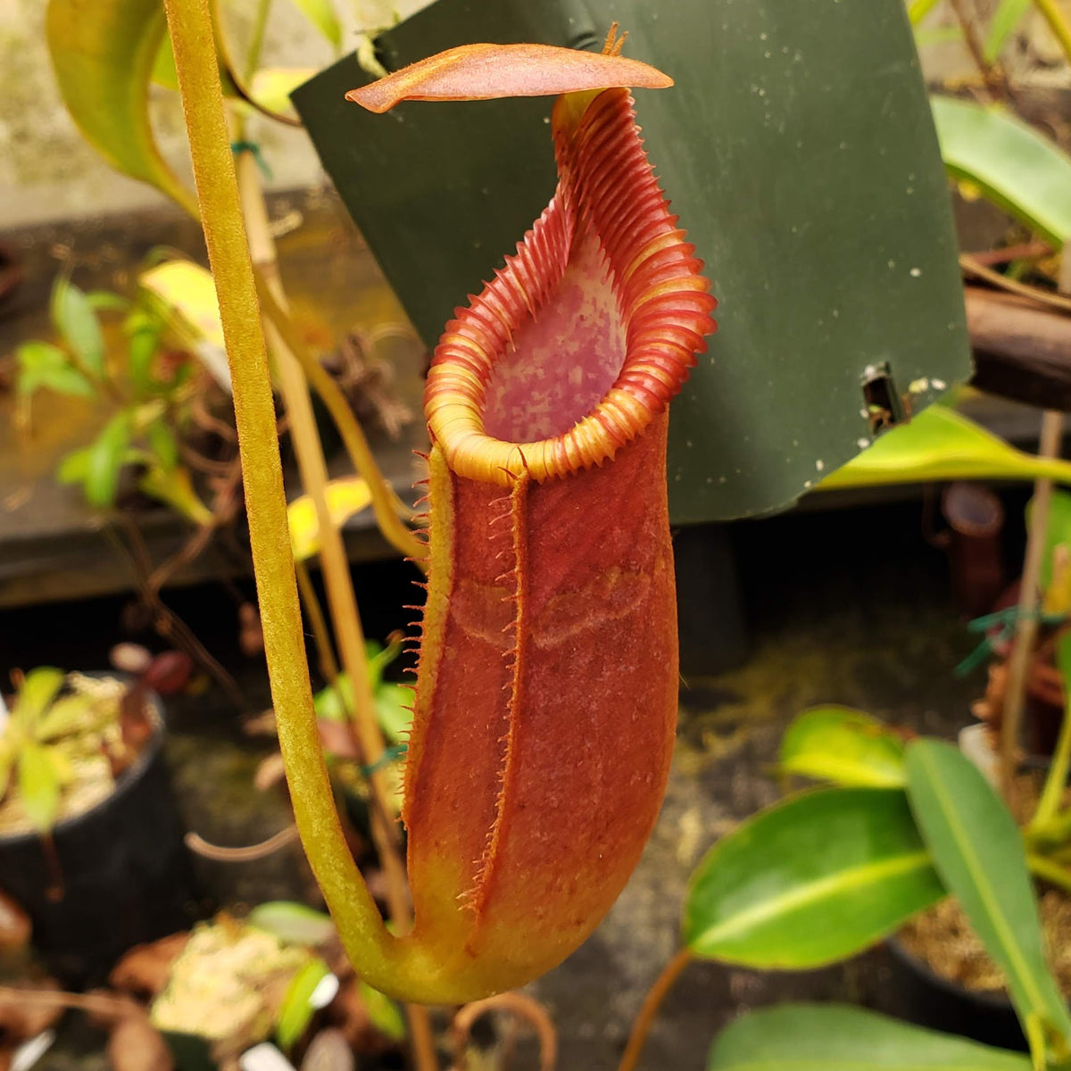 Nepenthes x trusmadiensis