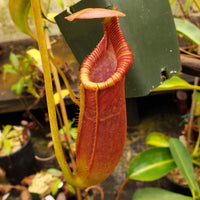 Nepenthes x trusmadiensis