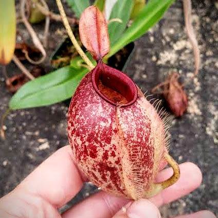 Nepenthes ampullaria x aristolochioides