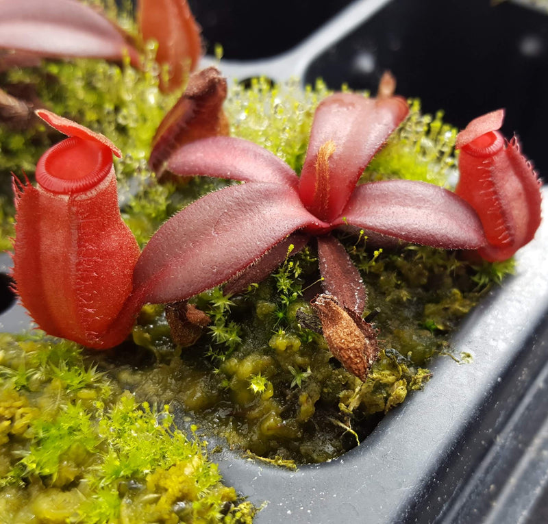 Nepenthes albomarginata