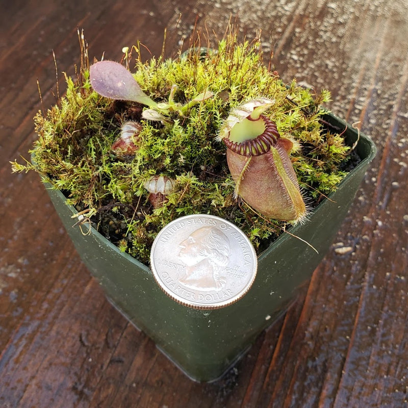 Cephalotus