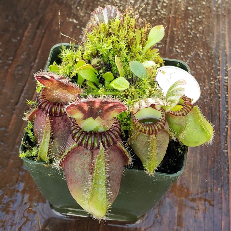 Cephalotus