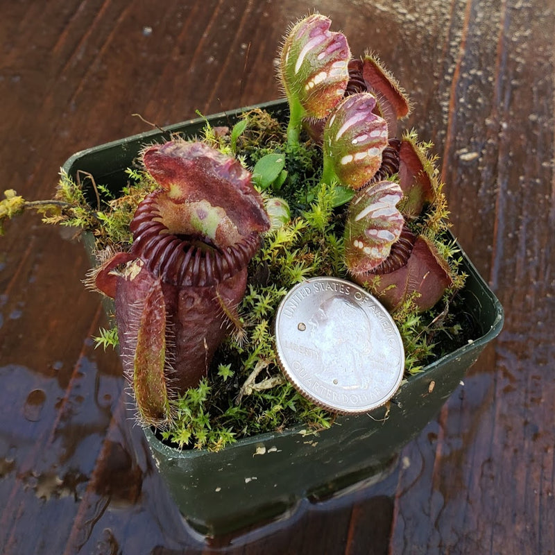 Cephalotus