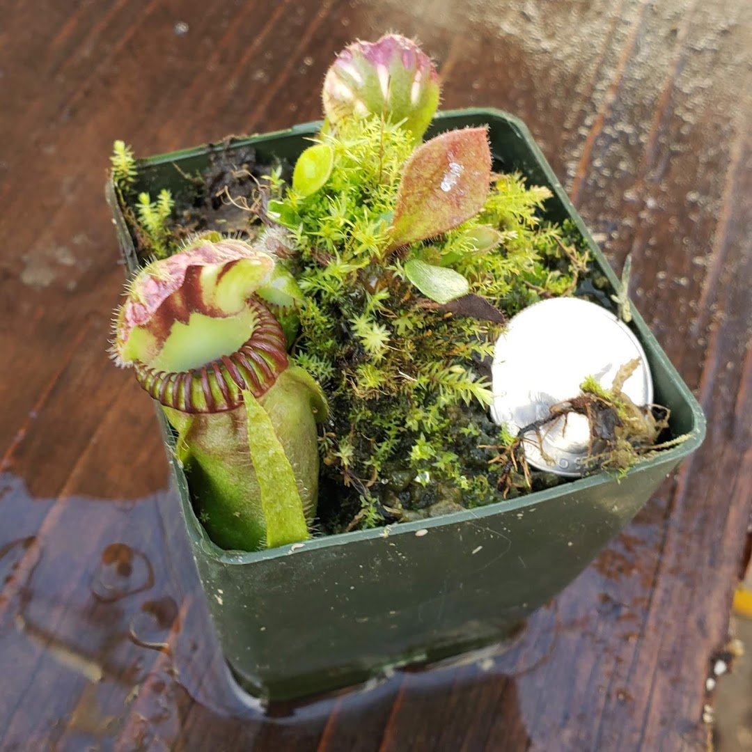 Cephalotus 