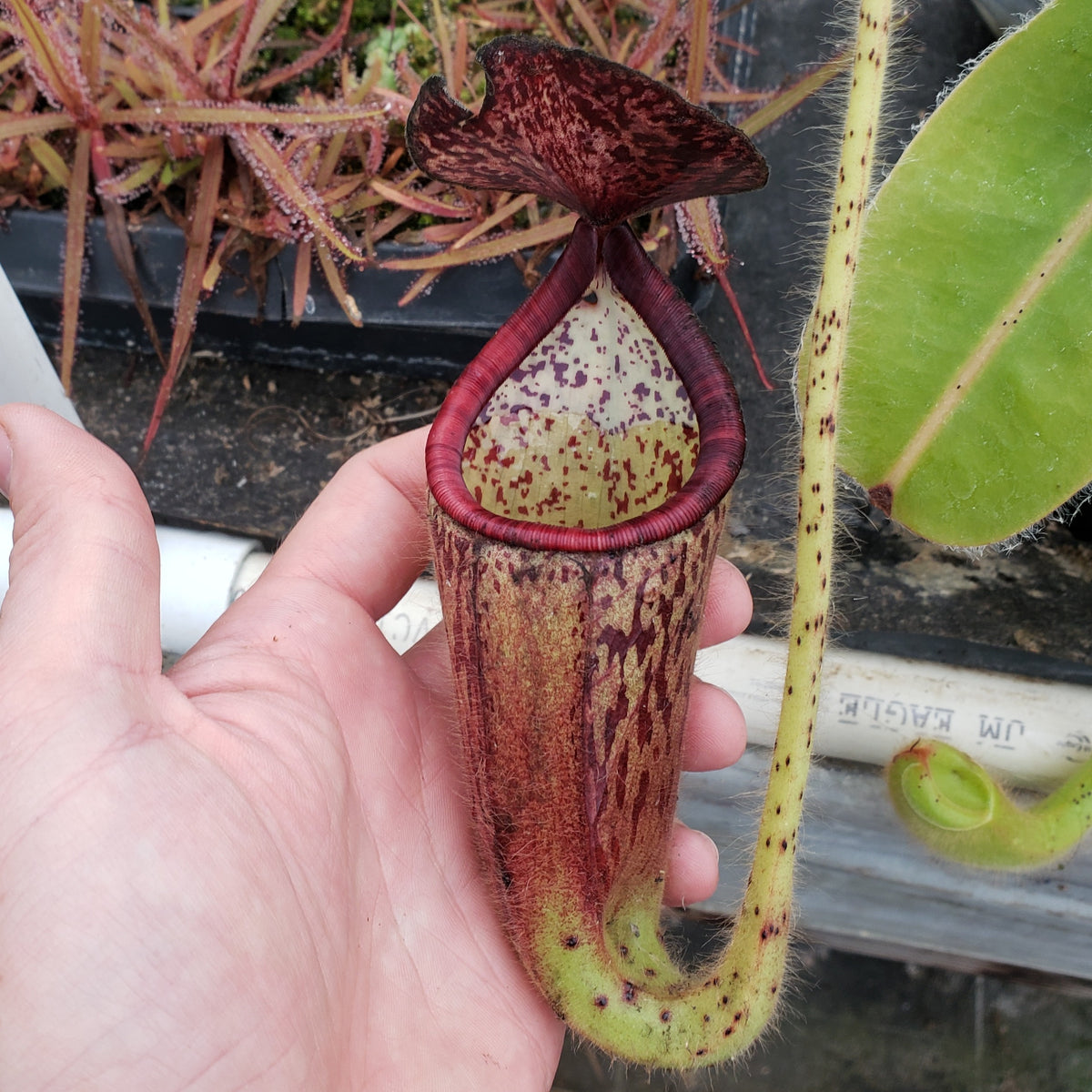 Nepenthes glandulifera