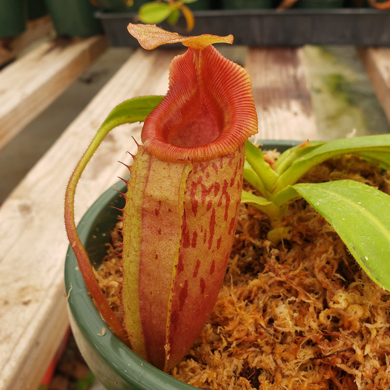 Nepenthes Valiant Beast