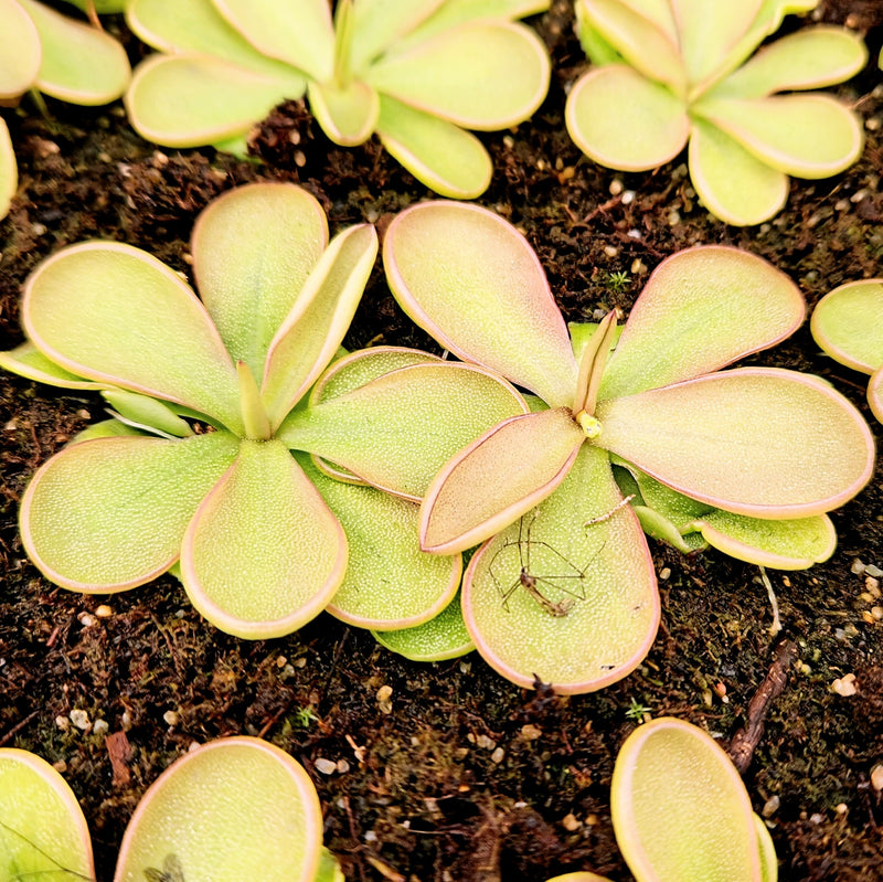 Pinguicula emarginata