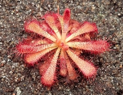 Drosera spatulata 'Fraser Island'