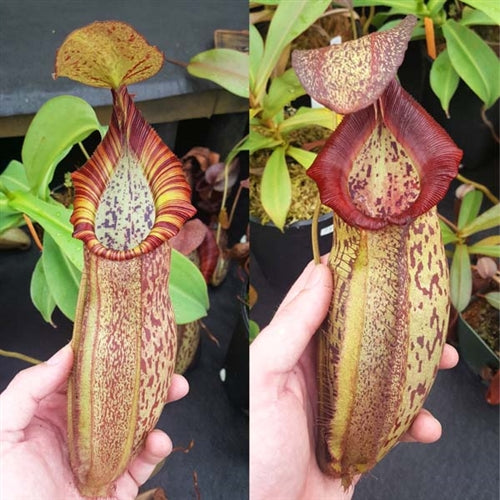 Nepenthes spathulata x spectabilis