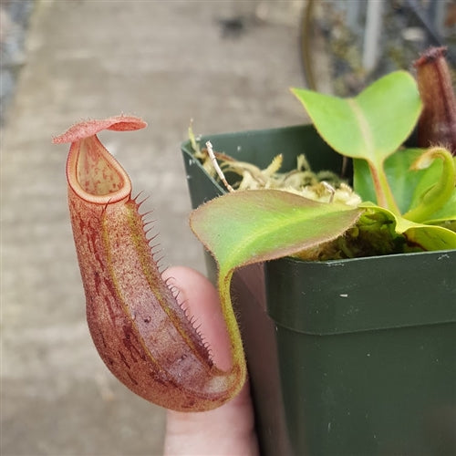 Nepenthes glandulifera x robcantleyi - Medium