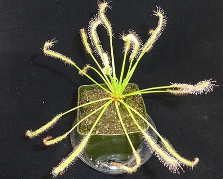 Drosera capensis 'alba' seeds