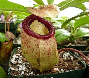 Nepenthes sibuyanensis - Small