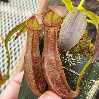 Nepenthes reinwardtiana - Small