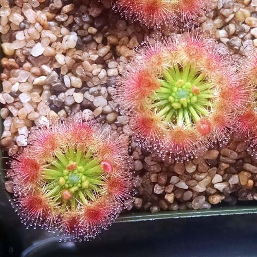 Drosera leucoblasta