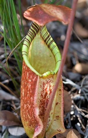 Nepenthes rafflesiana 'Giant' - Small