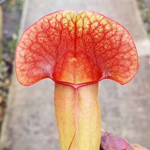 Sarracenia x swaniana - Small/Medium