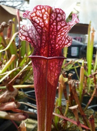 Sarracenia 'Judith Hindle' - Small
