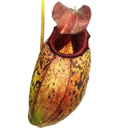 Nepenthes aristolochioides x burkei