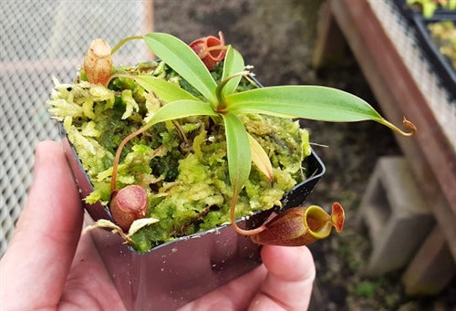 Nepenthes jacquelineae - Small/Medium