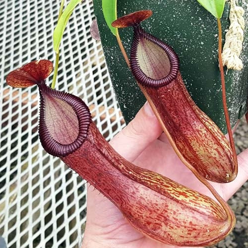Nepenthes ventricosa x hamata - Small