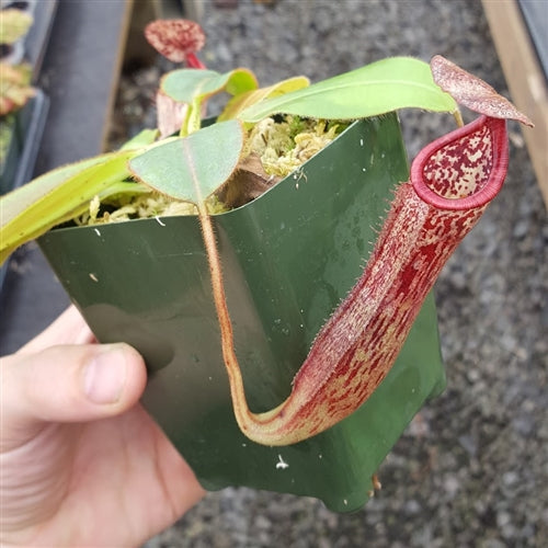 Nepenthes glandulifera x burbidgeae - Medium/Large