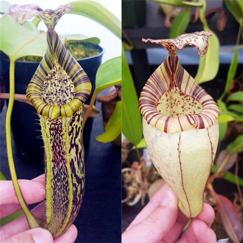Nepenthes burbidgeae x platychila - Medium