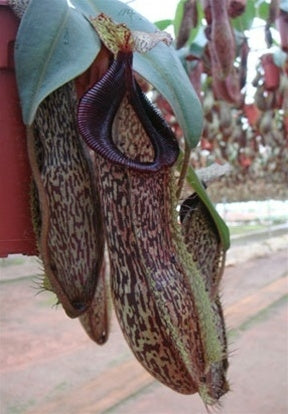 Nepenthes hamata x platychila - XS