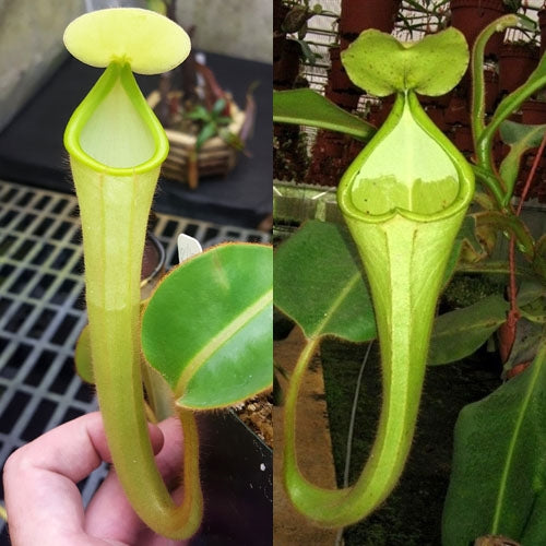 Nepenthes chaniana - Small