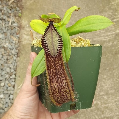 Nepenthes hamata - Large