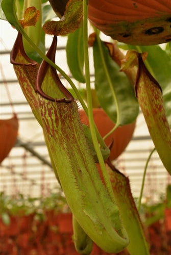 Nepenthes maxima