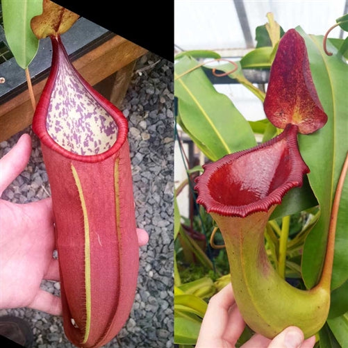 Nepenthes Secret Battle