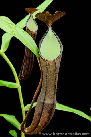 Nepenthes ramispina - Small