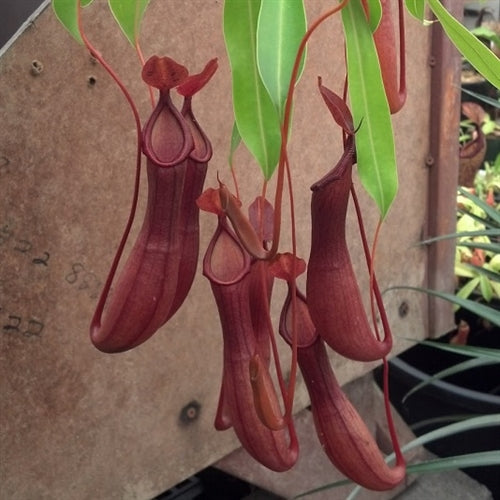 Nepenthes