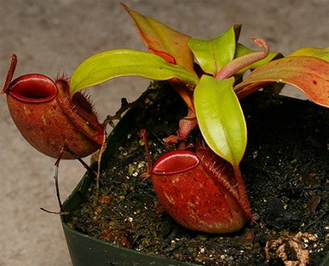 Nepenthes ampullaria