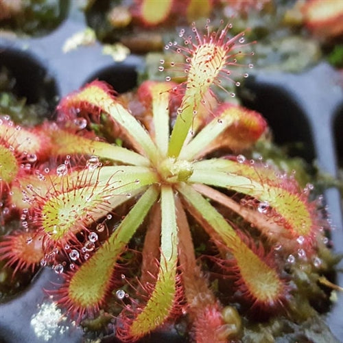 Drosera natalensis