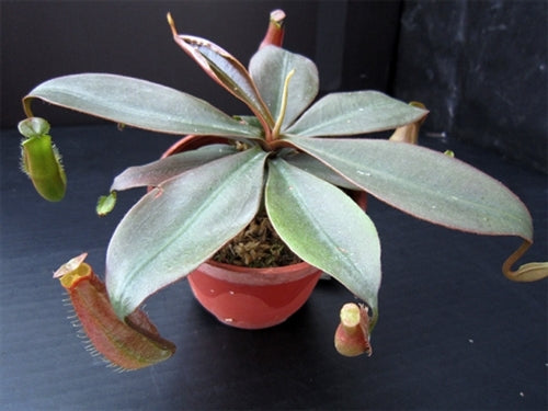 Nepenthes longifolia - Small/Medium