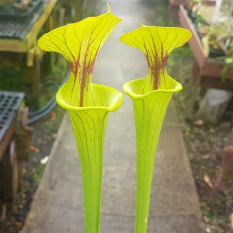 Sarracenia flava