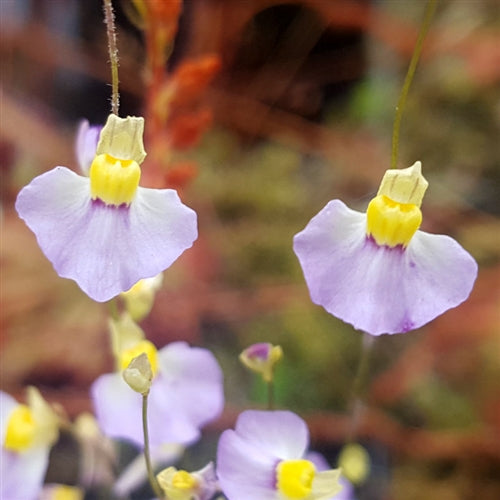 Utricularia 'Betty's Bay'