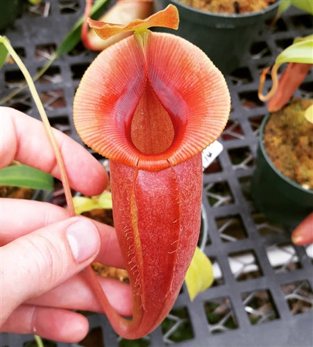 Nepenthes spathulata x jacquelineae - Medium