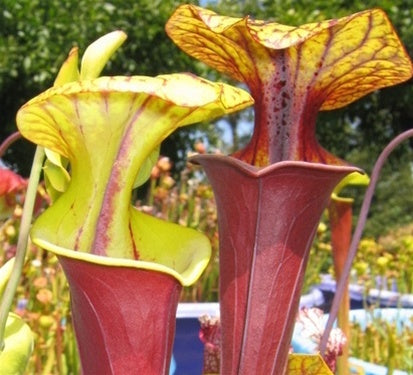 Sarracenia flava var. rubricorpora - Medium