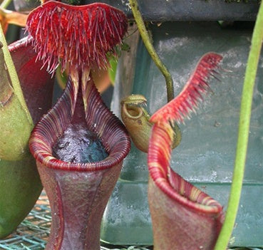 Nepenthes lowii