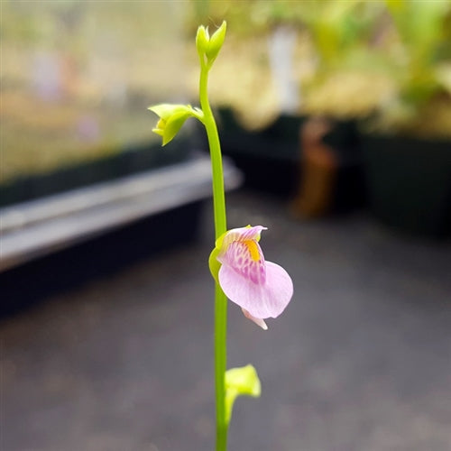 Utricularia calycifida